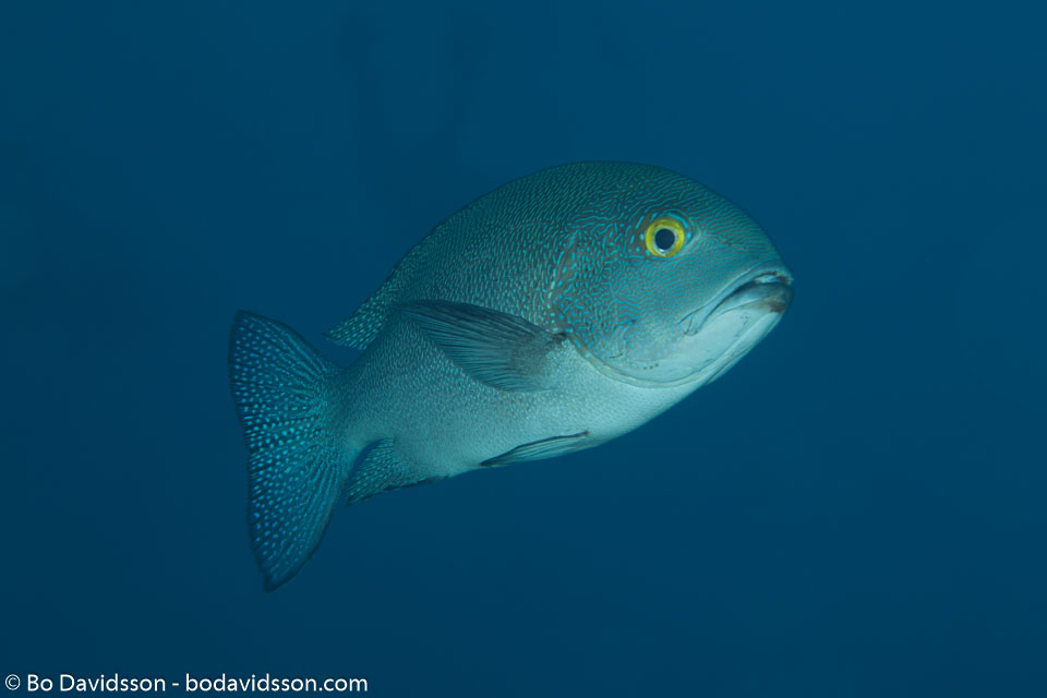 BD-150421-Maldives-7550-Siganus-canaliculatus-(Park.-1797)-[White-spotted-spinefoot].jpg